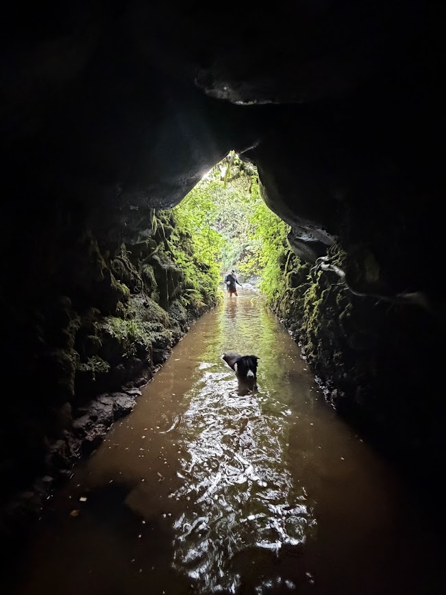 Jurassic Tunnel Tour coconut in cave